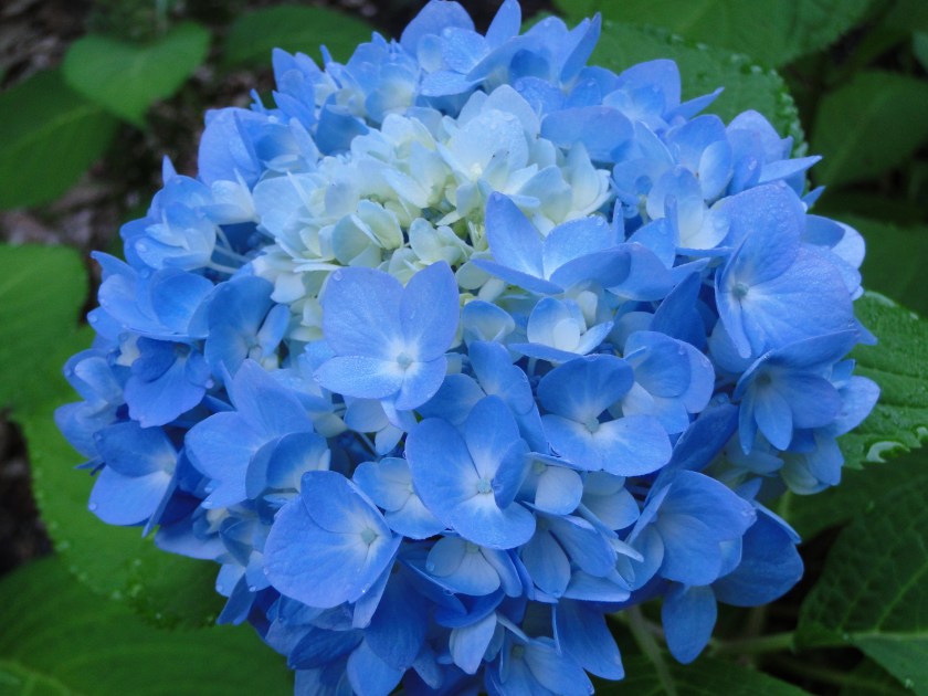 blue hydrangea