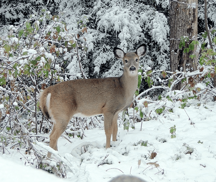 deer in winter