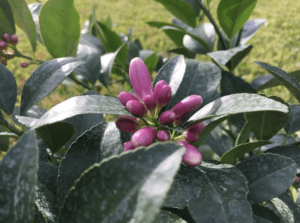 meyer lemon tree flowers