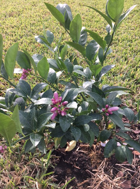 screen-shot-2016-12-31-at-8-57-26-am