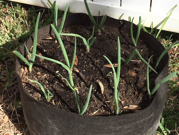 The Garden in March, One Month&nbsp;Later