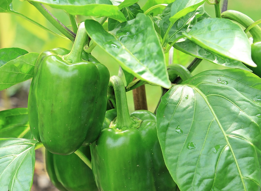 screen-shot-2017-01-31-at-12-51-10-pm