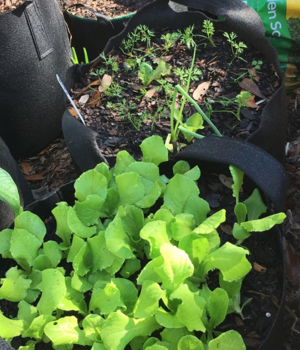 growing carrots and lettuce