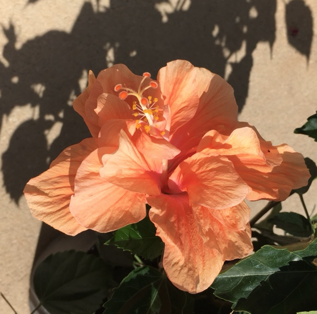 A New Hibiscus Plant For the Yard