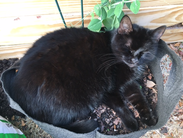 screen-shot-2017-03-02-at-9-32-17-am