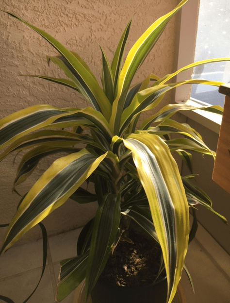 Tropical and Common Plants That Are Loving My Florida&nbsp;Room