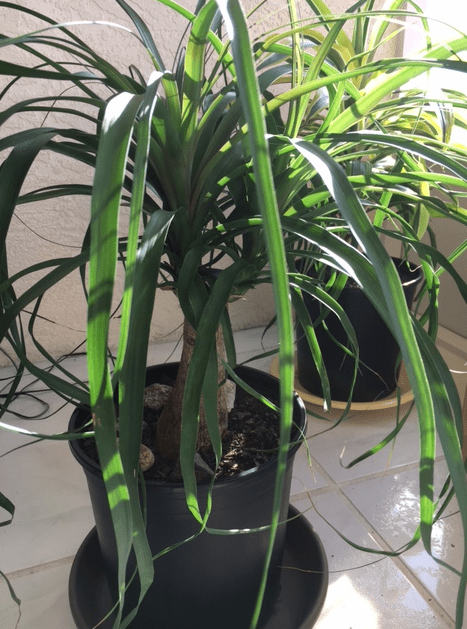 ponytail palm in pot