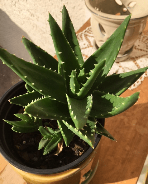 Spiky succulent in pot