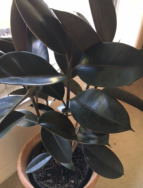 rubber plant