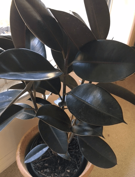 rubber plant