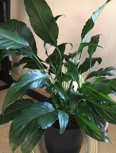 peace lily spathiphyllum spath