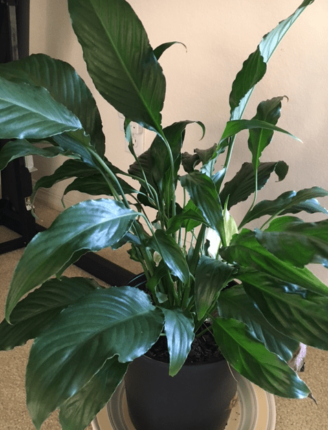 peace lily spathiphyllum spath