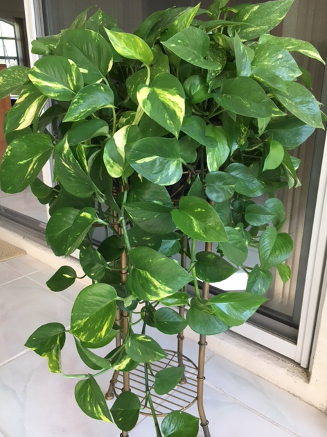 pothos hanging plant