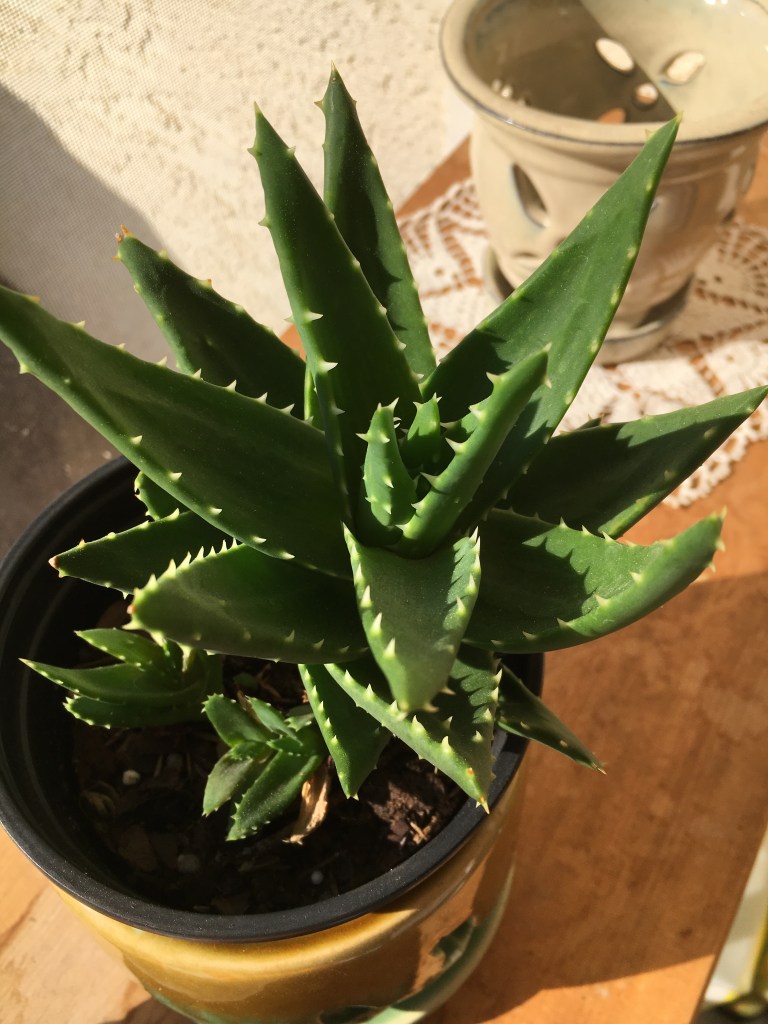 potted succulent office