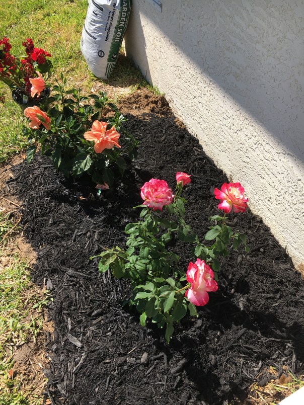hibiscus and rose bush
