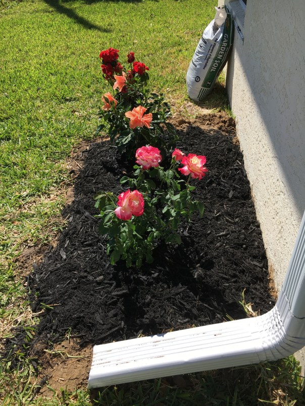 rose bush and hibiscus