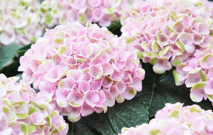 Hydrangeas in Florida May Grow Best&nbsp;Inside