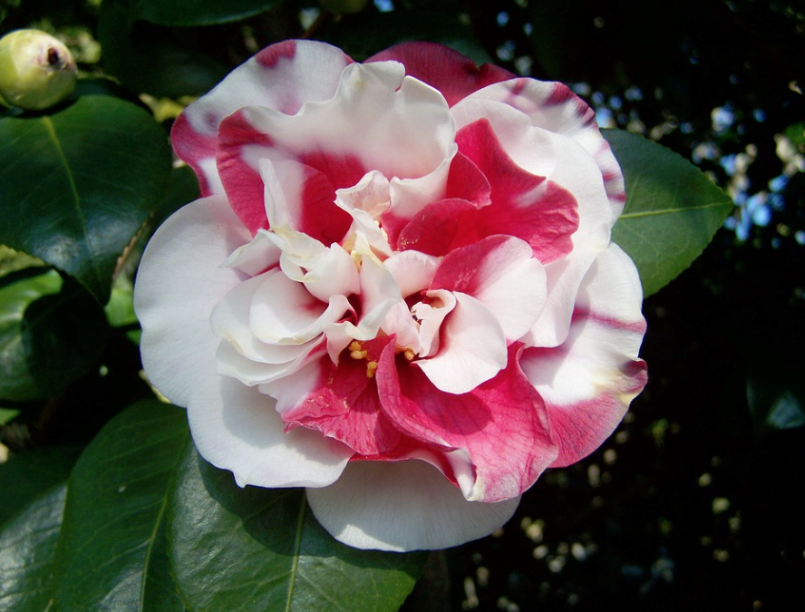 camelia