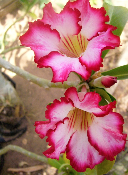 pink desert rose flowers