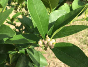 Persian lime buds