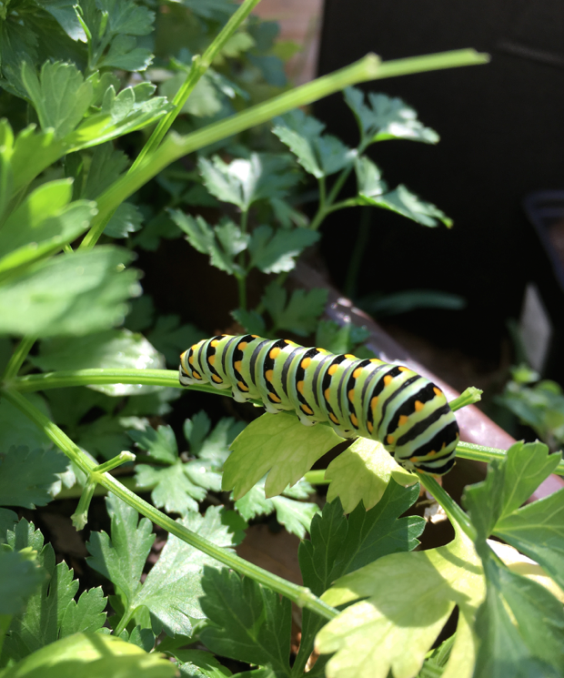 Screen Shot 2017-04-20 at 1.55.56 PM