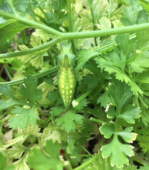 chrysalis swallowtail butterfly