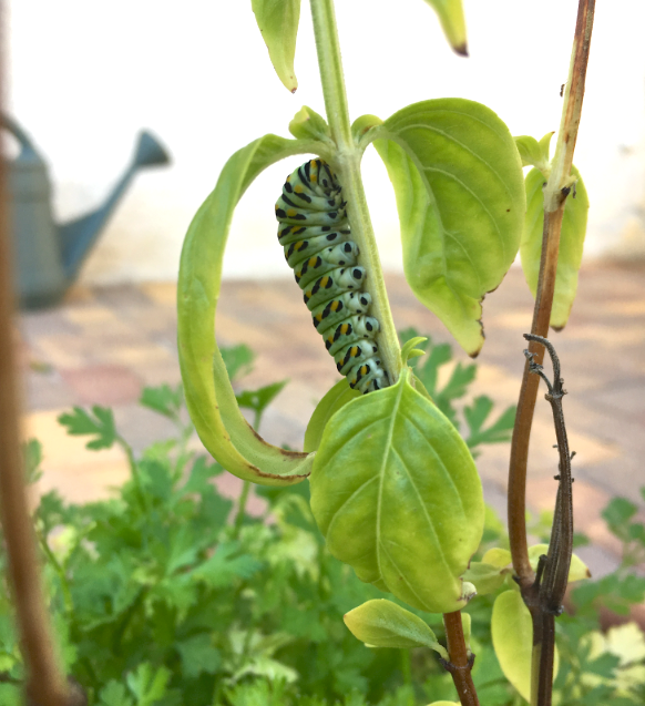 Screen Shot 2017-04-20 at 1.58.07 PM