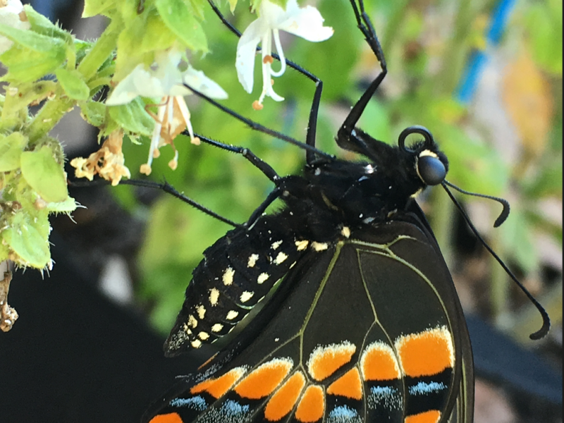 Parsley Worm and The Butterfly it&nbsp;Becomes