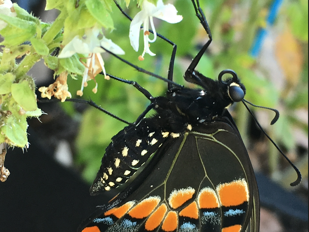Parsley Worm and The Butterfly it&nbsp;Becomes
