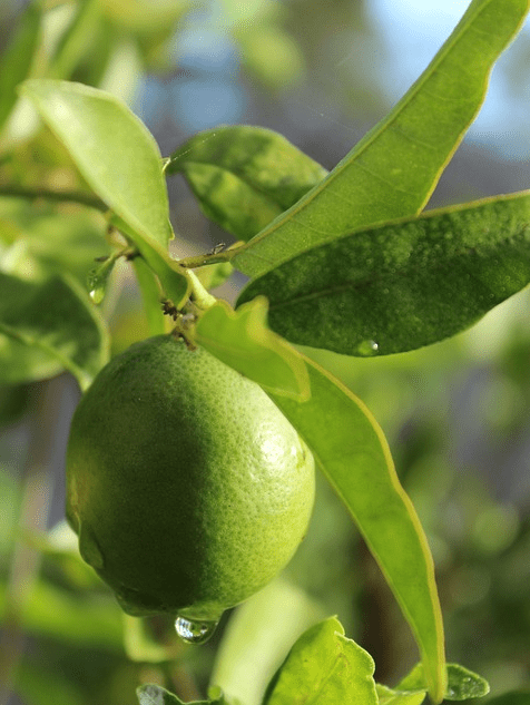 Wondering When my Persian Lime Tree Will Bear&nbsp;Fruit
