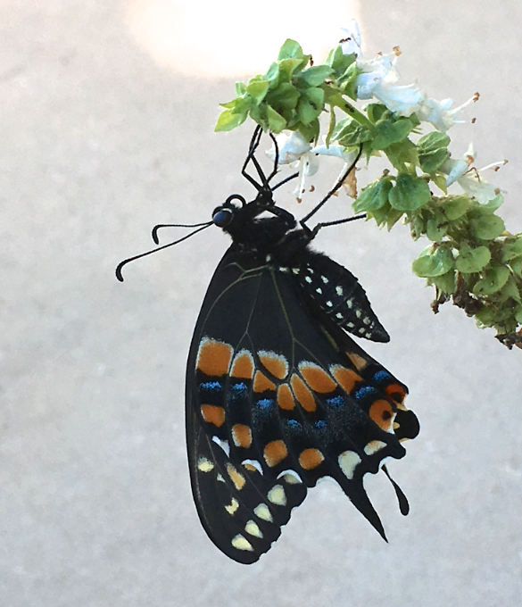 Screen Shot 2017-04-20 at 2.02.19 PM