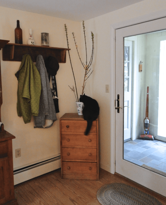 cat drinks out of forsythia water