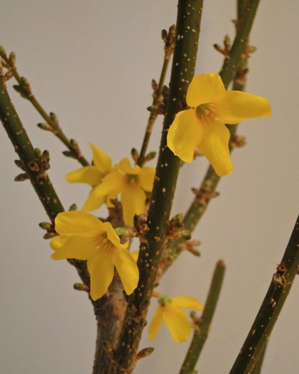 yellow forsythia flowers