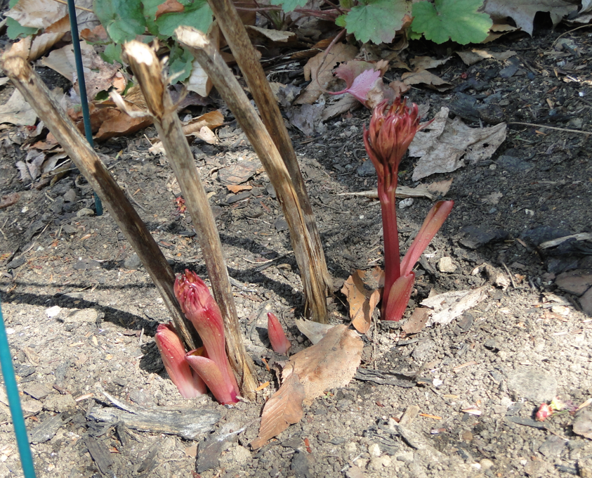 Screen Shot 2017-04-20 at 4.44.37 PM