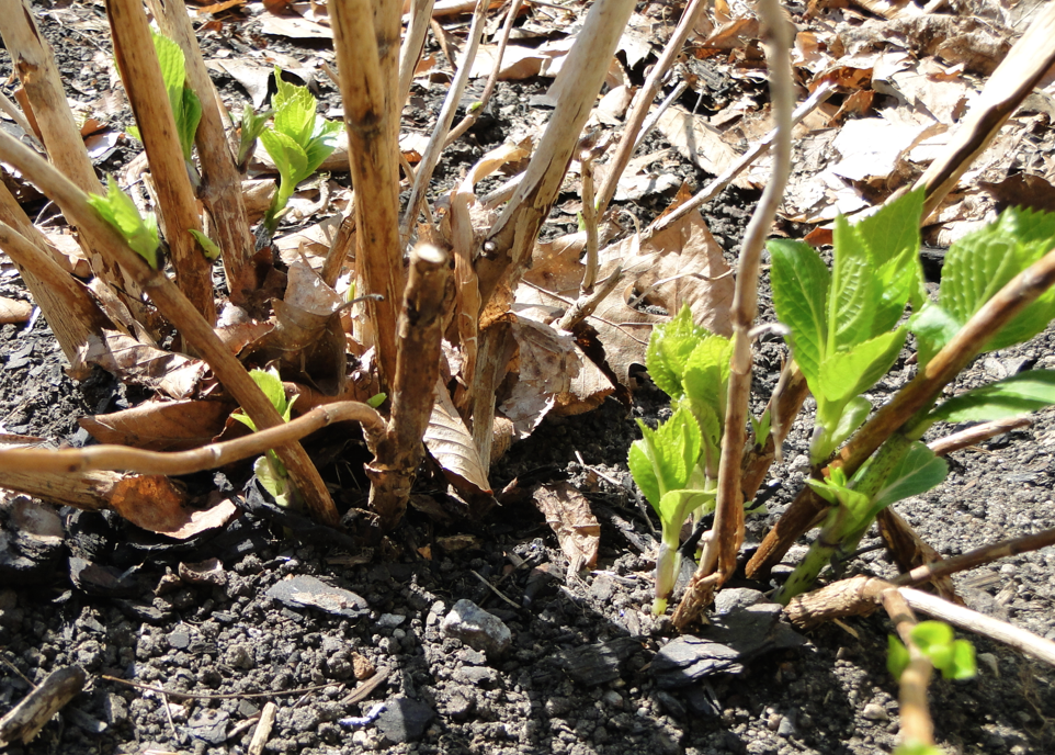 Screen Shot 2017-04-20 at 4.44.59 PM