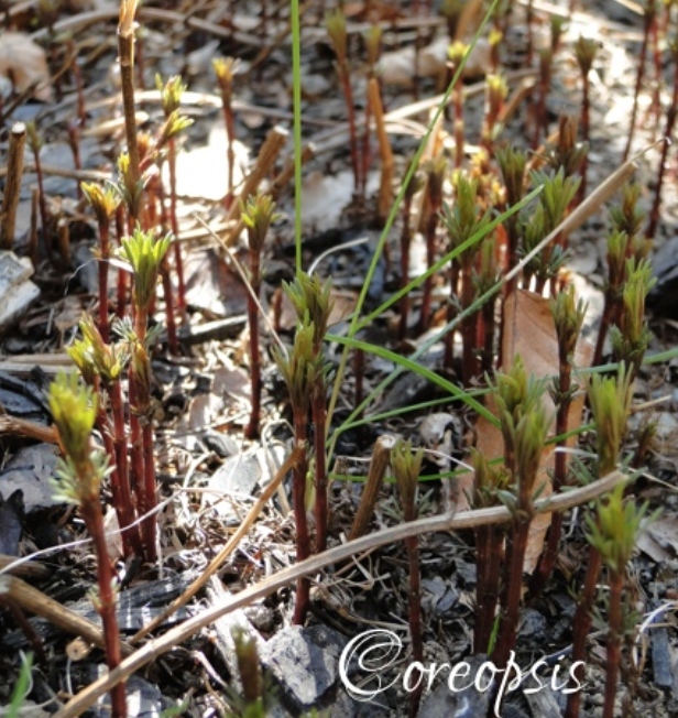 Screen Shot 2017-04-20 at 4.45.47 PM