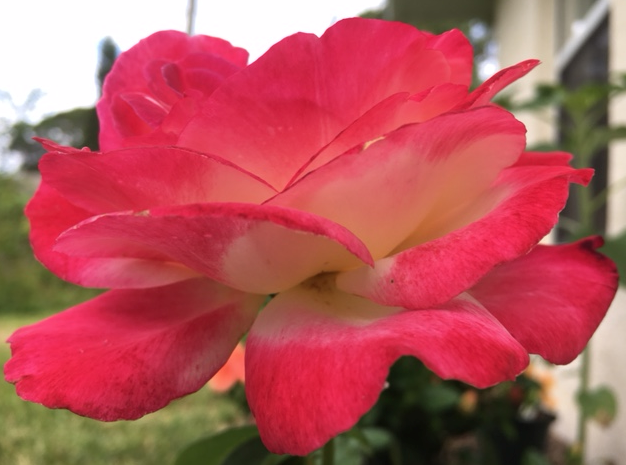 red rose open petals macro