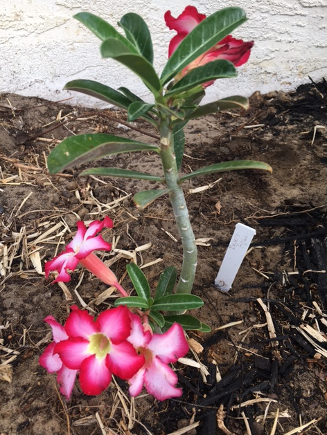 desert rose pink flowers