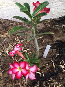 desert rose pink flowers