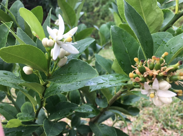 Persian lime flowering