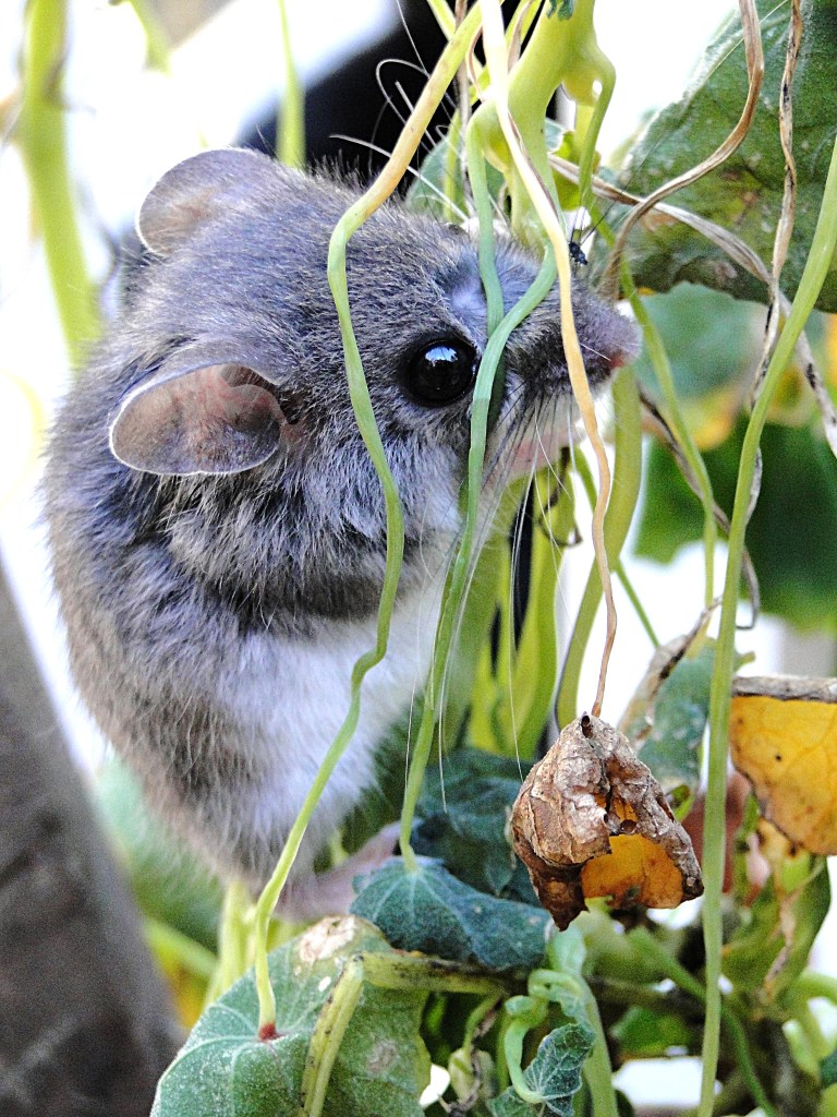 little gray mouse