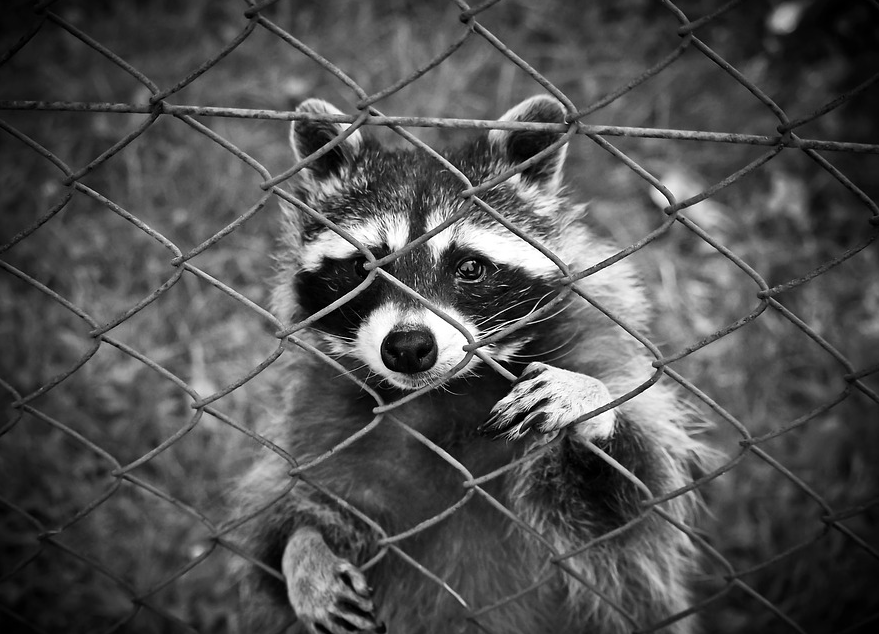 raccoon and chain link fence