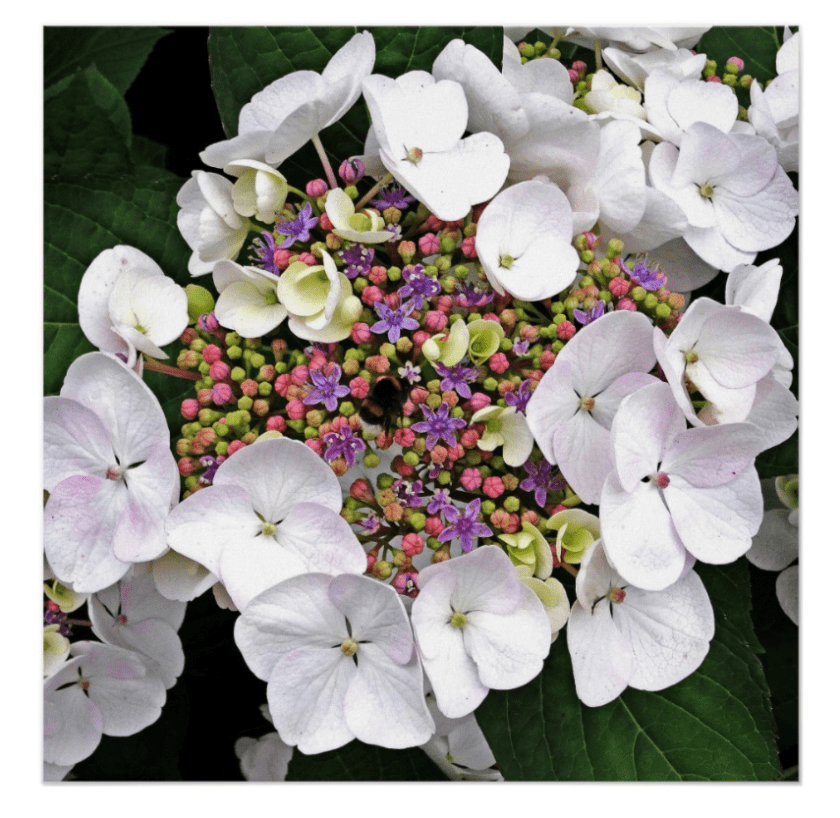 white lacecap hydrangea