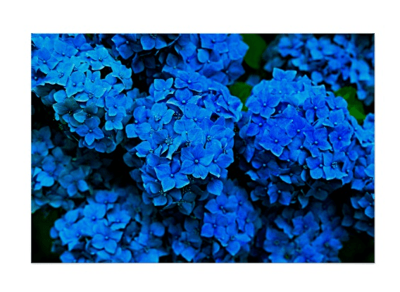 5 Free Pictures of Blue&nbsp;Hydrangeas