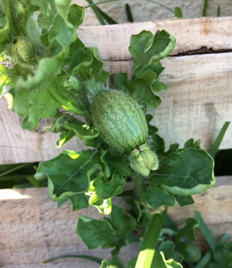 tiny watermelon on the vine