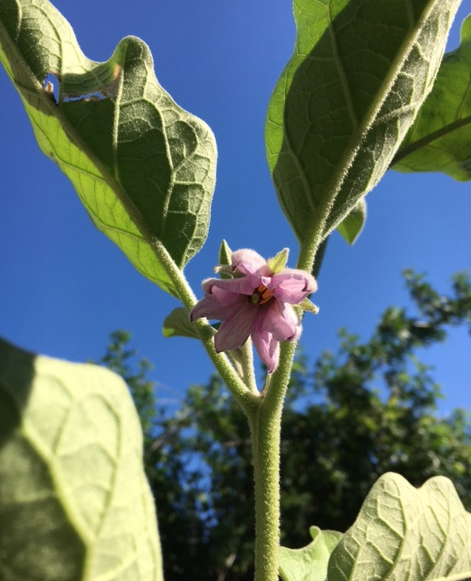 eggplant flower growing