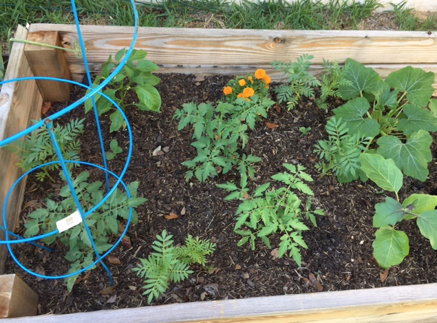 raised bed gardening