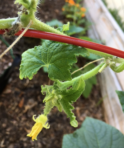 cucumber blossom on vine