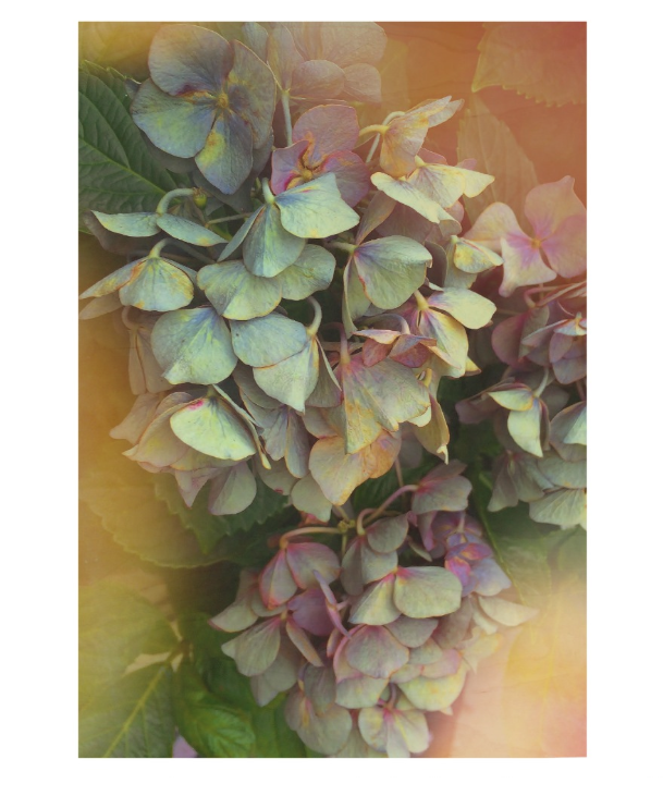green hydrangea poster