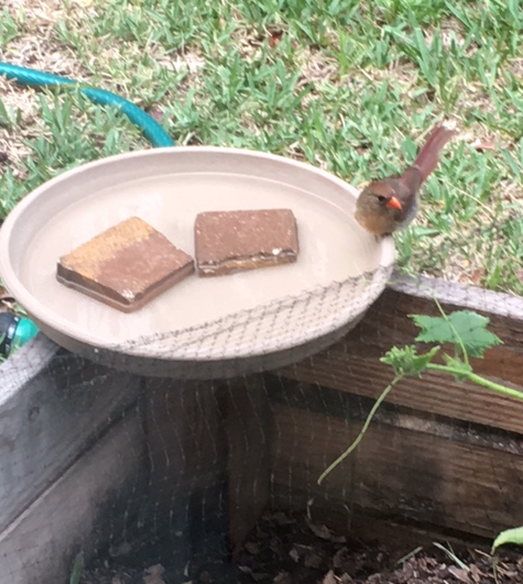cardinal bird bath